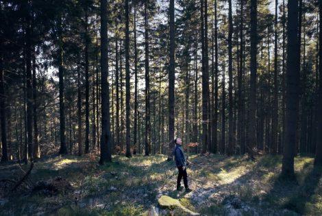 homem no meio da Floresta IONIQ