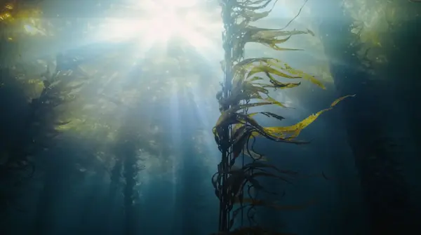 Florestas sem Nome: HYUNDAI traz para a luz as “florestas marinhas” escondidas do mundo